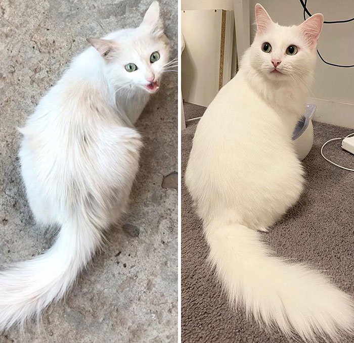 Krasný biely mačací premenný vzhľad pred a po adopcii, zlepšená srsť a prostredie, veselý domáci miláčik.