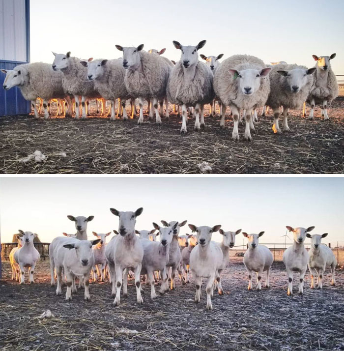 Skupina oviec pred a po strihaní na farme pri západe slnka.