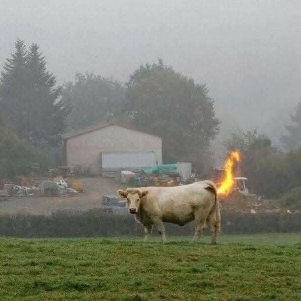 Krava na lúke so zvláštnym efektom za chvostom, pripomínajúcim oheň, v hmlistom prostredí farmy.