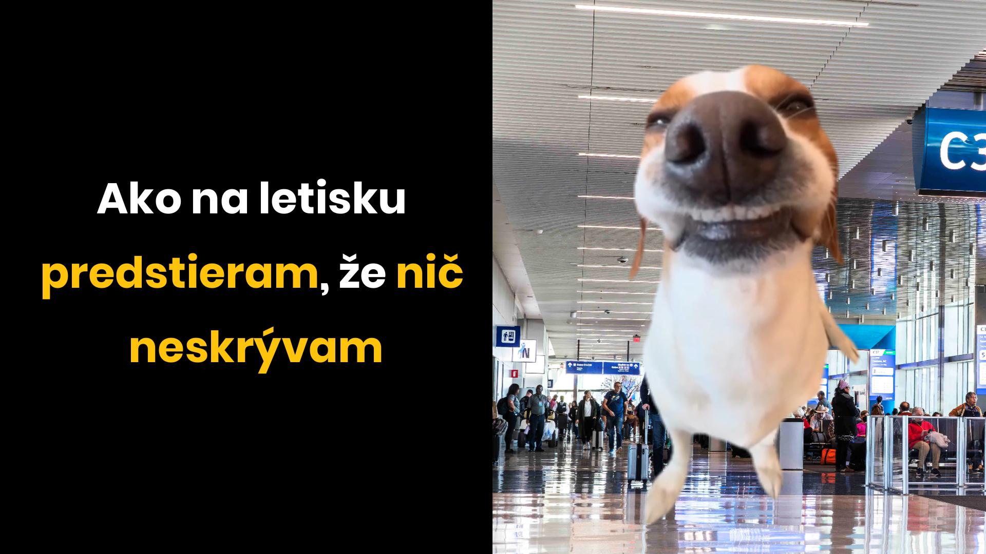Pes na letisku sa usmieva so škodoradostným výrazom tváre. Text: Ako na letisku predstieram, že nič neskrývam.