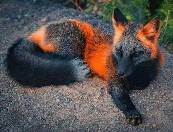 Líška krížová oddychujúca na zemi so sýto oranžovým a čiernym sfarbením srsti v prírodnom prostredí.