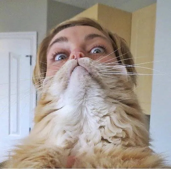 Osoba a mačka vtipne nastavené na selfie s dôrazom na mačacie fúzy, vtipná perspektíva.