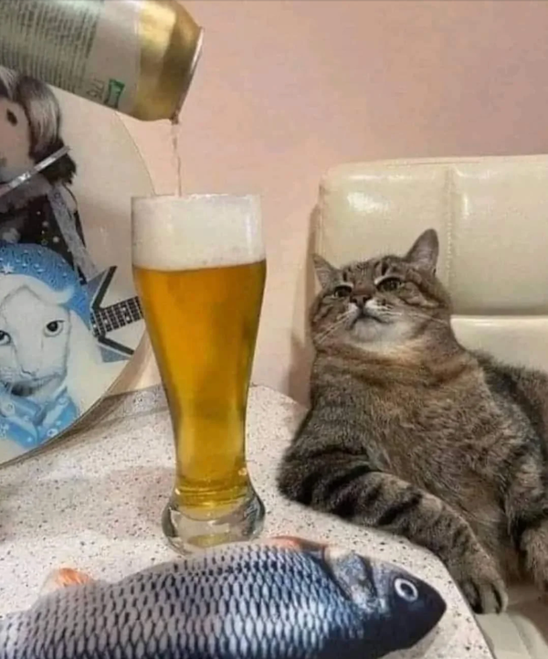 Mačka pozerá na čapované pivo vedľa hračke ryby, zatiaľ čo sedí na pohovke.