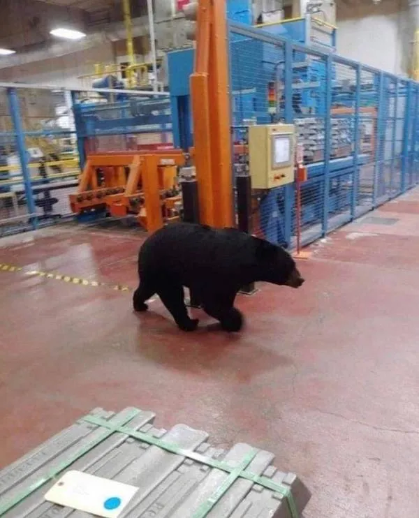 Medveď vo výrobnej hale, prechádza sa medzi strojmi, nečakaný hosť vo vnútri industriálneho prostredia.
