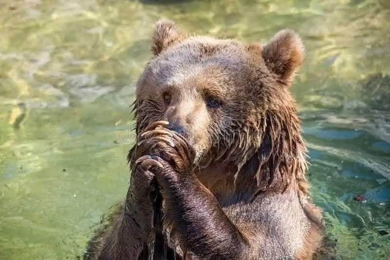 Medveď pláva vo vode, s labkami pri tvári, vyzerá zamyslene.