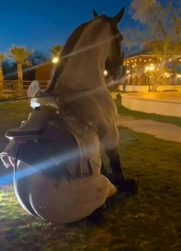 Kôň sedí na tráve pri osvetlenom dome večer, s výhľadom na palmami lemovaný park.