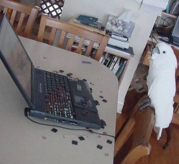Papagáj vedľa laptopu s rozobratou klávesnicou na stole v kancelárii.