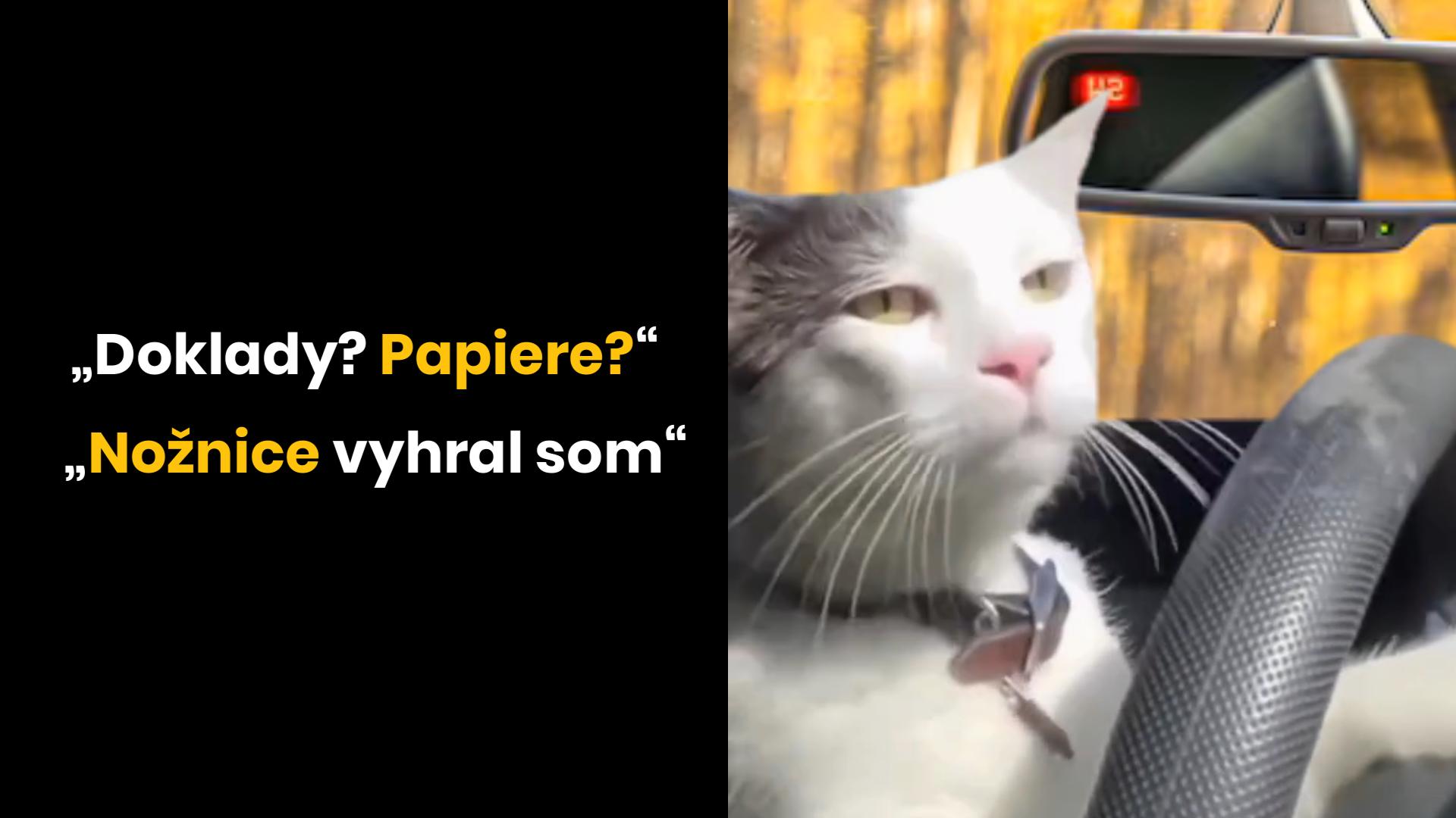 Mačka za volantom s legračním textom: Doklady? Papier? Nožnice vyhral som. Srandovný moment v aute.