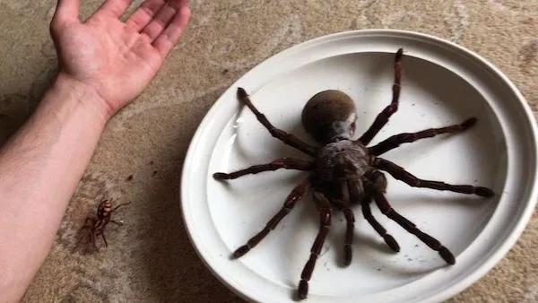 Obrovský pavúk vedľa ruky na podložke v porovnaní s menším pavúkom, ktorý zdôrazňuje jeho veľkosť.