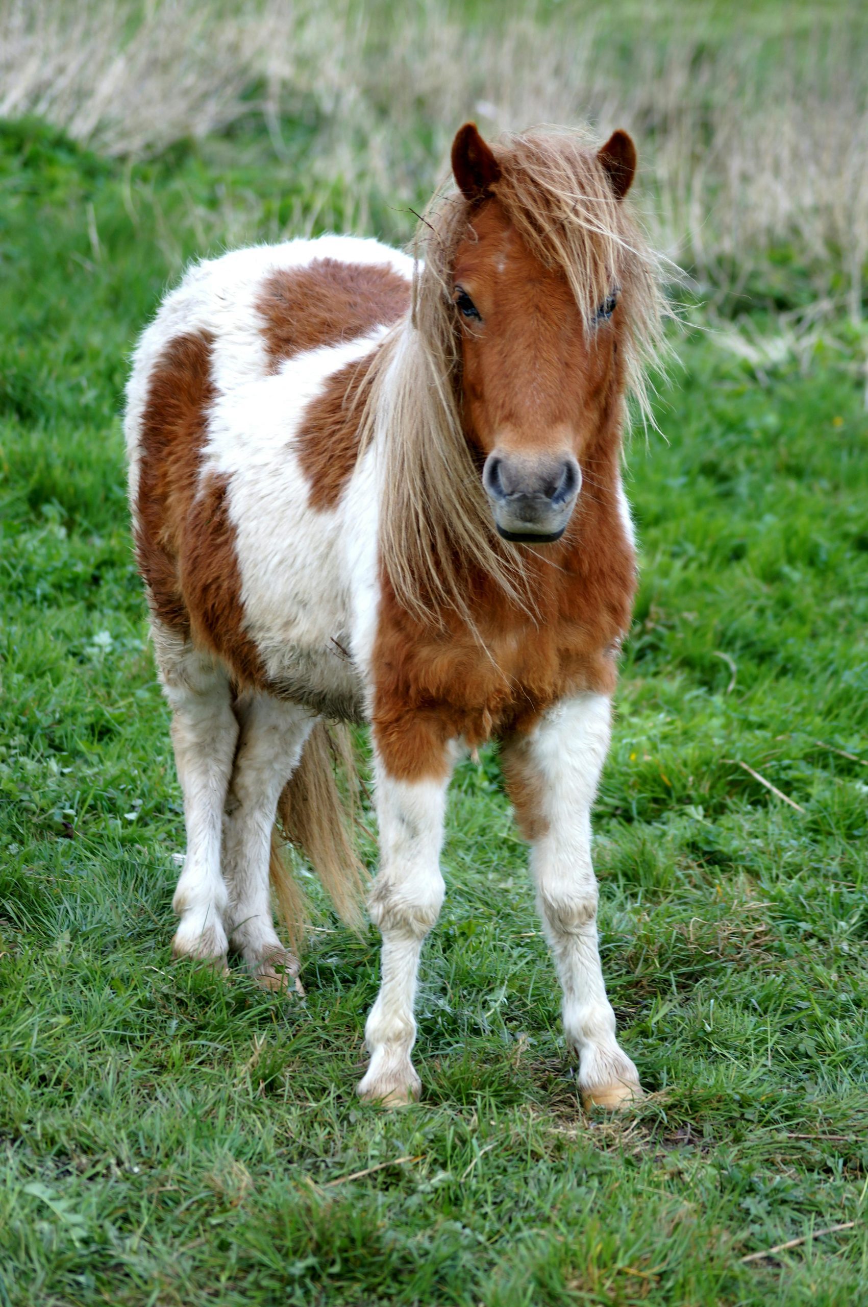 Hnedo-biely poník s dlhými vlasmi stojí na zelenej lúke, so zamotanou hrivou vo vetre.