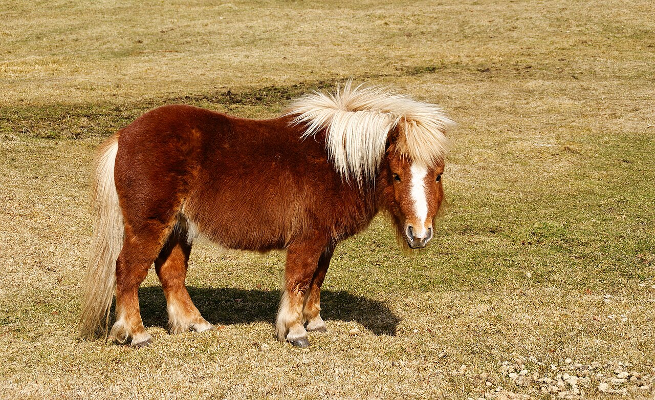 Hnedý shetlandský poník stojí na lúke s typickou bielou hrivou a chvostom.