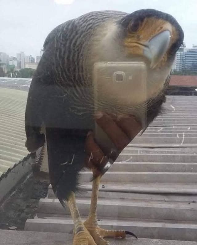 Vták zvedavo pozerajúci cez okno, s jeho odrazom a odrazom telefónu viditeľným v skle budovy.