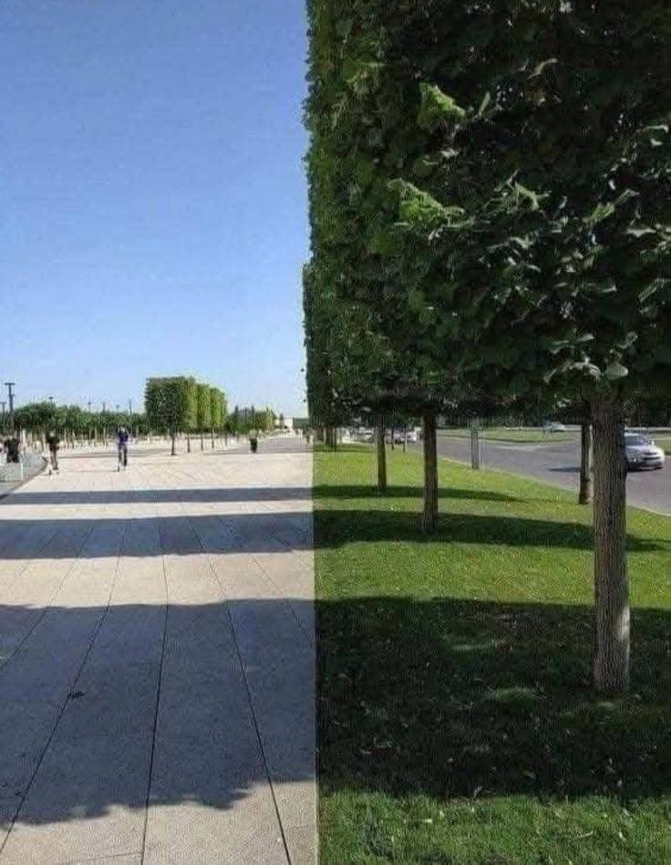 Chodník pri rade stromov rozdelený výraznou hranicou svetla a tieňa.