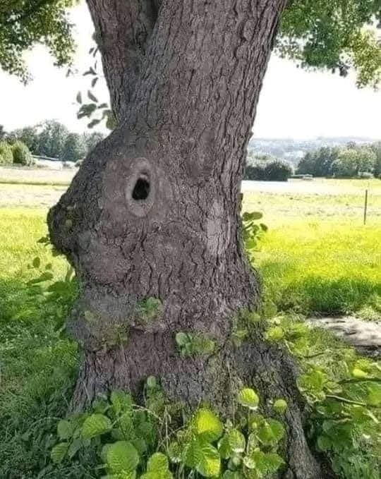 Strom s neobvyklým tvarom kmeňa pripomínajúcim nos a oko na slnečnej lúke.