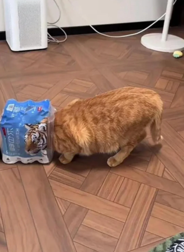 Zvedavá mačka s hlavou v obale, na ktorom je obrázok tigra, stojí na podlahe.