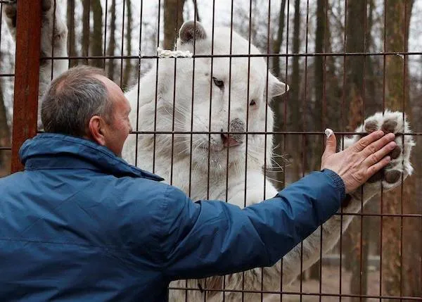 Muž dotýka sa laby bieleho tigra cez mreže v zoo, symbolizujúci spojenie medzi človekom a zvieraťom.