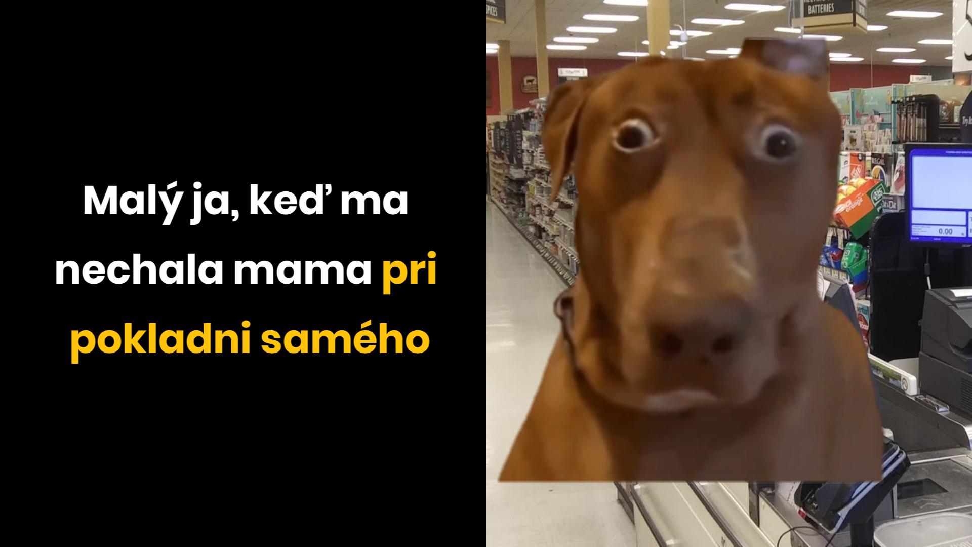 Pes s prekvapeným výrazom stojaci pri pokladni v obchode. Text: Malý ja, keď ma nechala mama pri pokladni samého.