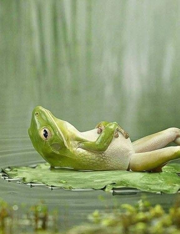 Žaba relaxuje na liste uprostred rybníka, spokojne ležiaca v prírode, pokojná atmosféra.
