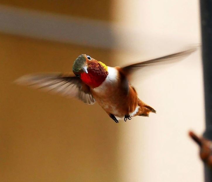 Kolibrík v lete, rozmazané krídla, červený hrdelný prúžok, béžové pozadie.