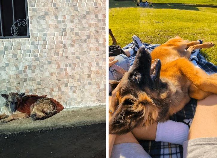 Zachránený pes: pred a po adoptovaní, s rozdielom lásky v jeho očiach.
