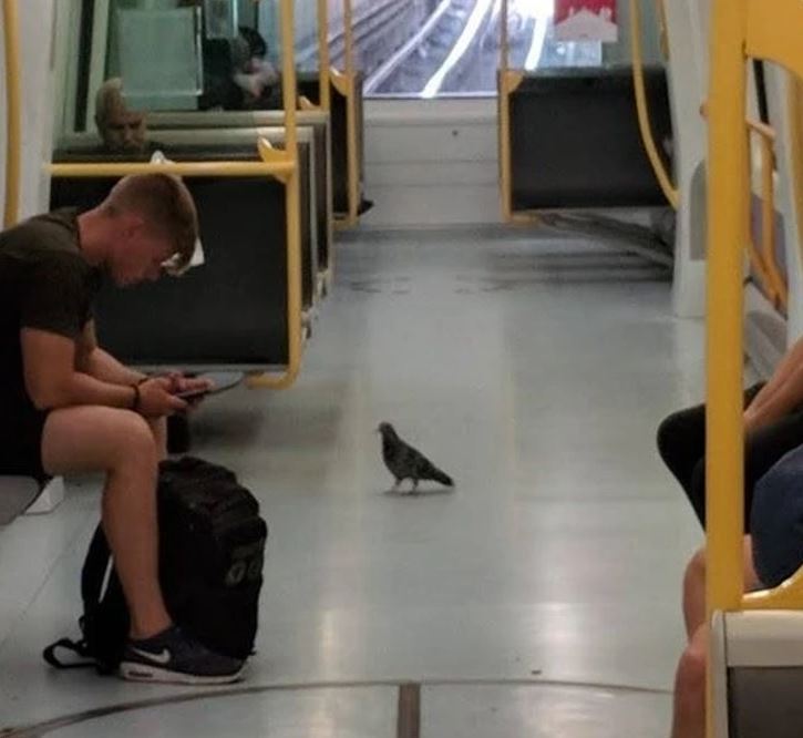 Holub v prázdnom vagóne metra vedľa sediaceho cestujúceho so smartfónom.