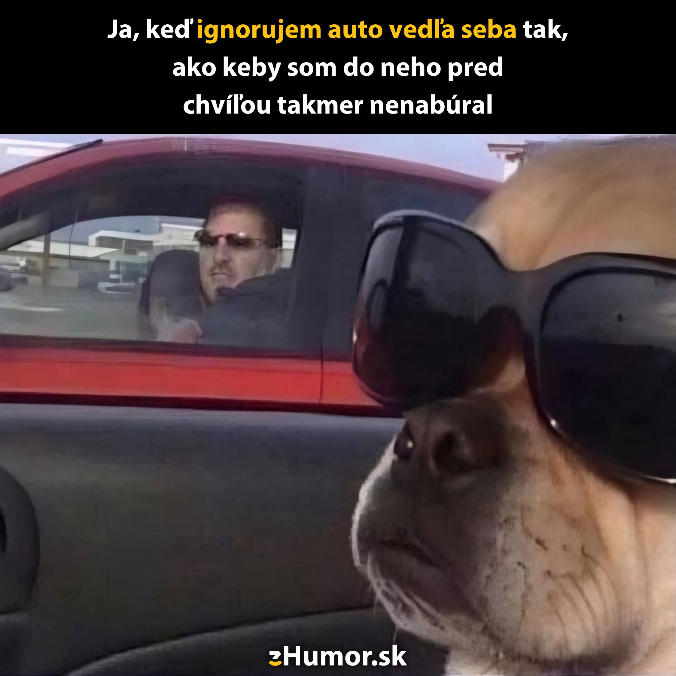 Pohotový pes s okuliarmi ignoruje napäté pohľady ľudí v červených autách.
