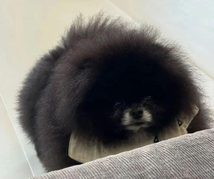 Čierny pomeranian s hustou srsťou sedí na pohovke a zvedavo pozoruje.