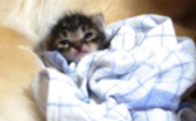 Roztomilé mačiatko schúlené v kockovanej utierke, odpočíva a pozoruje okolitý svet bezstarostne a spokojne.