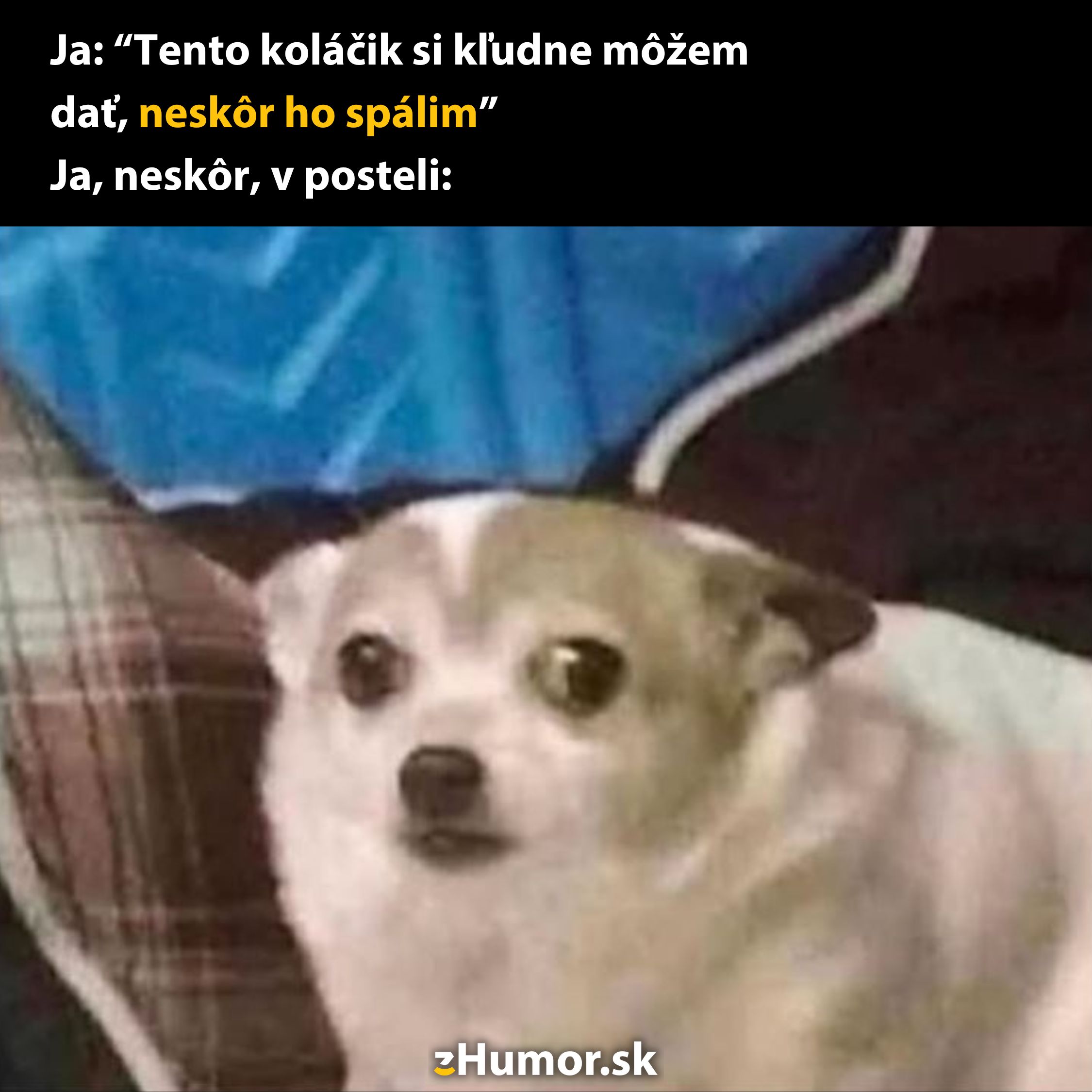 Pes vtipne reaguje na výhovorku o cvičení po zjedení koláča, meme obrázok s humorom.