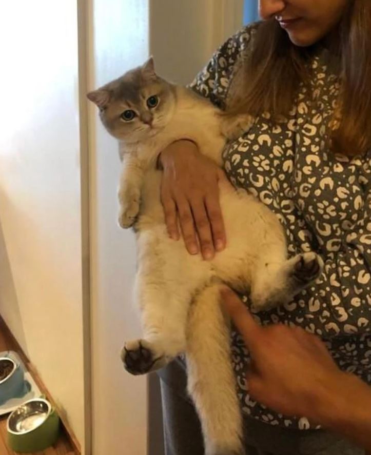 Žena drží spokojnú mačku v náručí, zatiaľ čo niekto ukazuje na jej bruško.