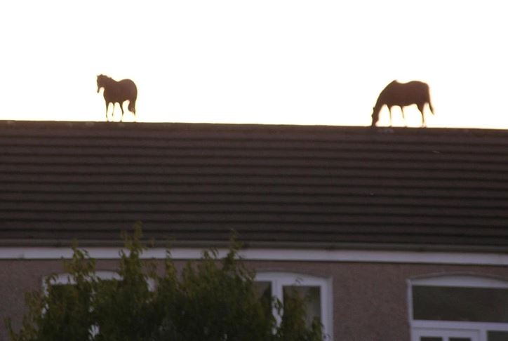 Kone na streche domu pri západe slnka, siluety na oblohe.