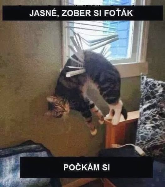 Mačka uviaznutá v žalúziách pri okne vtipne visí hlavou dolu.