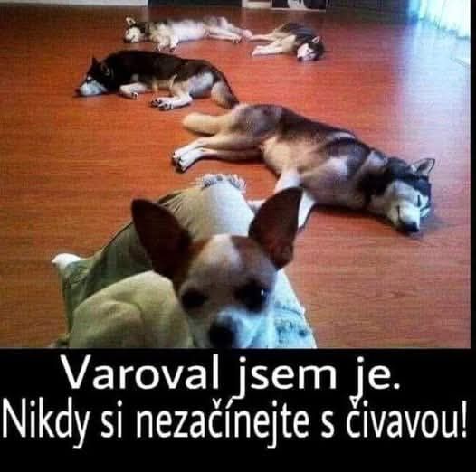 Čivava na popredí s tromi ležiacimi psami v pozadí. Text: Varoval jsem je. Nikdy si nezačínejte s čivavou!