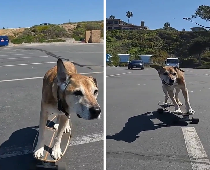 Pes na skateboarde jazdí po opustenej parkovacej ploche pod slnečným nebom.