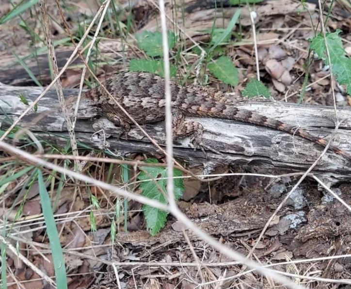 Jašterica na konári v lese, dokonale maskovaná medzi listami a trávou.