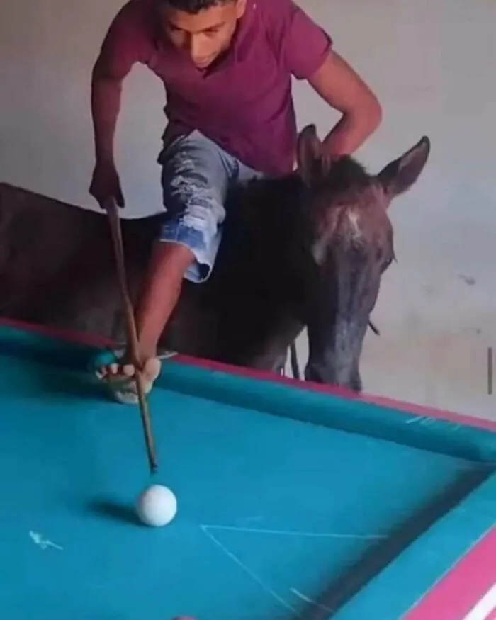 Mladík hrá biliard sediac na somárovi, drží tágo a pripravuje sa na strelu.