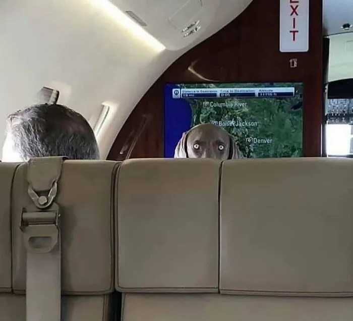 Pes zvedavo pozerá spoza sedačky v lietadle s obrazovkou navigácie na pozadí.
