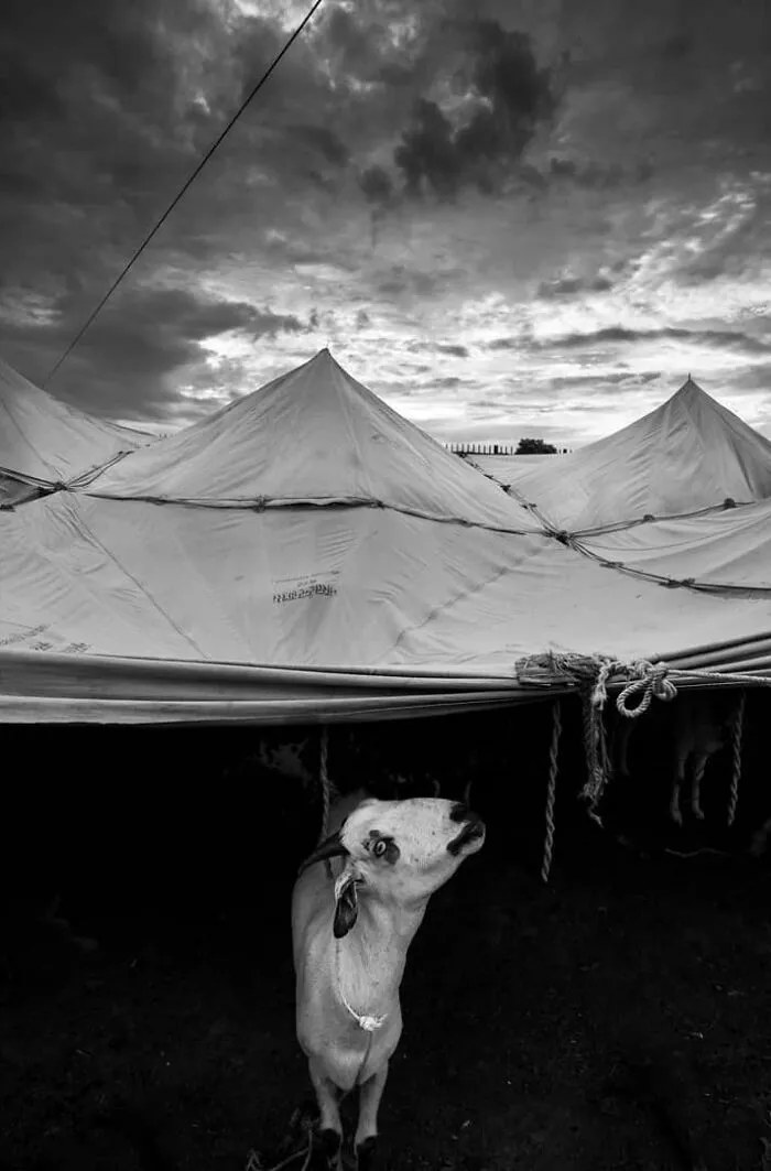 Krava vykúkajúca spod plachtového prístrešku pod zamračenou oblohou. Čiernobiela fotografia s atmosférickým nádychom.
