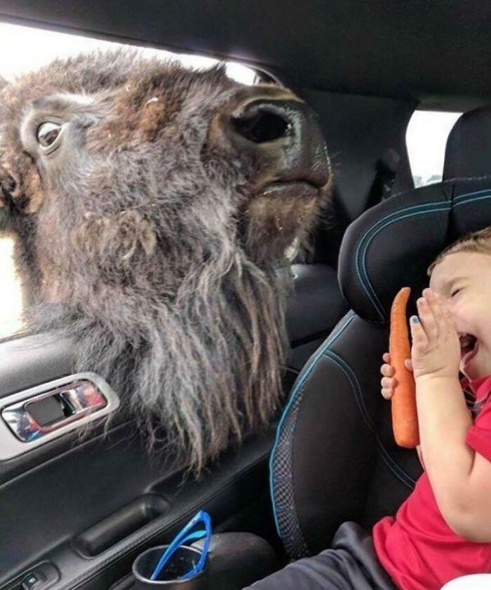 Dieťa v aute sa smeje s mrkvou, keď bizón pozerá cez otvorené okno.
