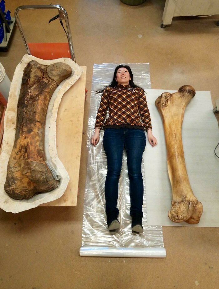 Žena leží medzi dvoma obrovskými fosílnymi kosťami, porovnanie veľkosti človeka s dinosaurom.