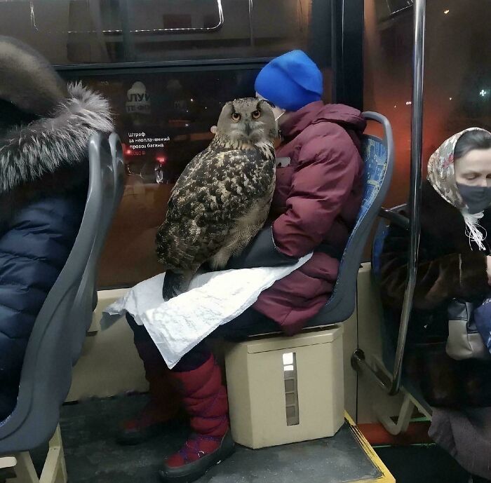 Cestujúci v autobuse s veľkou sovou na kolenách, zima, nočná jazda.