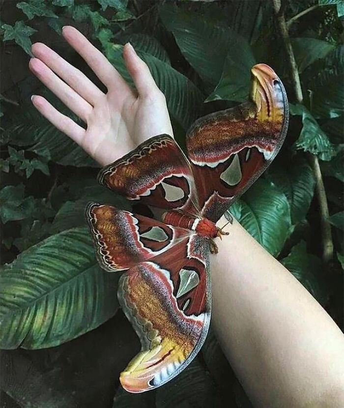 Veľký motýľ na ruke v tropickom lese, s farebnými krídlami rozprestretými na zelene.