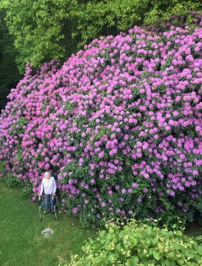 Osoba s chodítkom stojí pred veľkým kríkom s ružovými kvetmi na zelenej lúke.