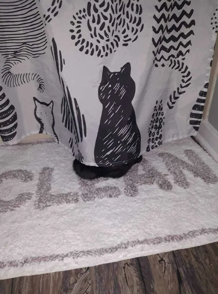 Mačka sa ukrýva za sprchovým závesom s mačacím vzorom, pričom len jej labky sú viditeľné na koberčeku s nápisom CLEAN.
