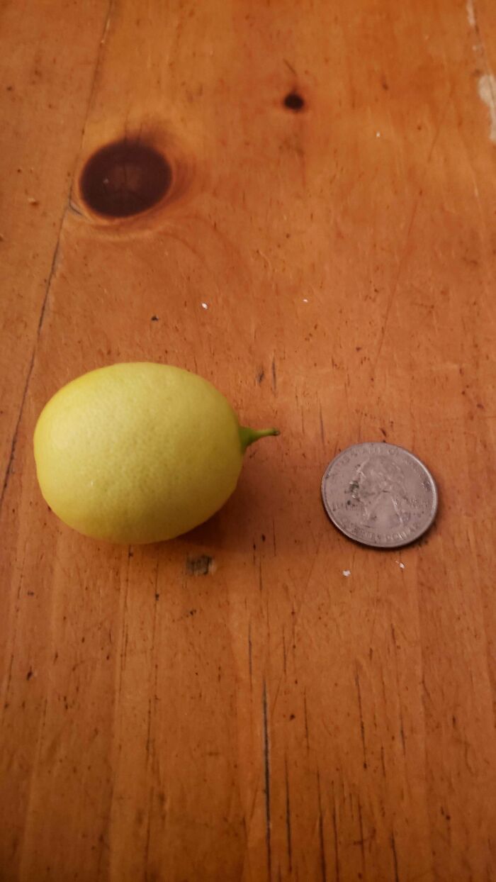 Miniatúrny citrón vedľa mince na drevenom stole, ukazuje jeho malú veľkosť.