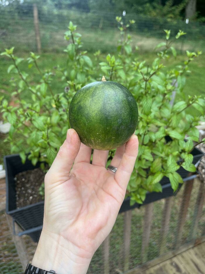 Ruka držiaca malý zelený melón v záhrade s kvetinami na pozadí.