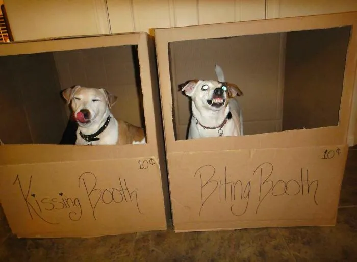 Dva psy v kartónových stánkoch s nápismi Kissing Booth a Biting Booth.