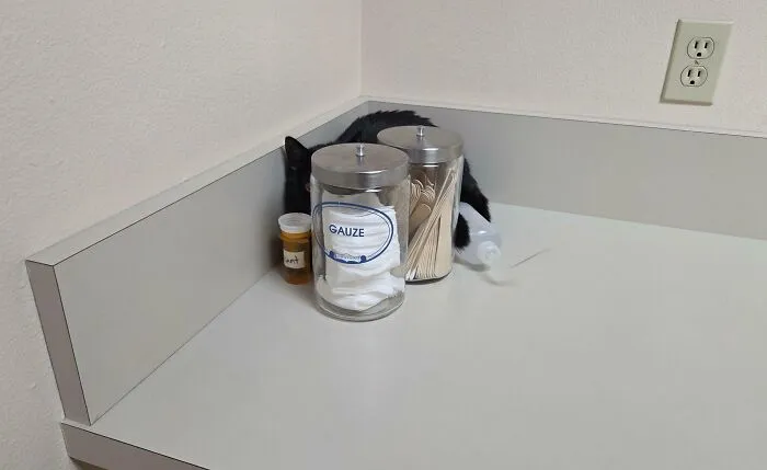 Čierna mačka sa schováva za nádobami s lekárskymi potrebami na stole v ordinácii.