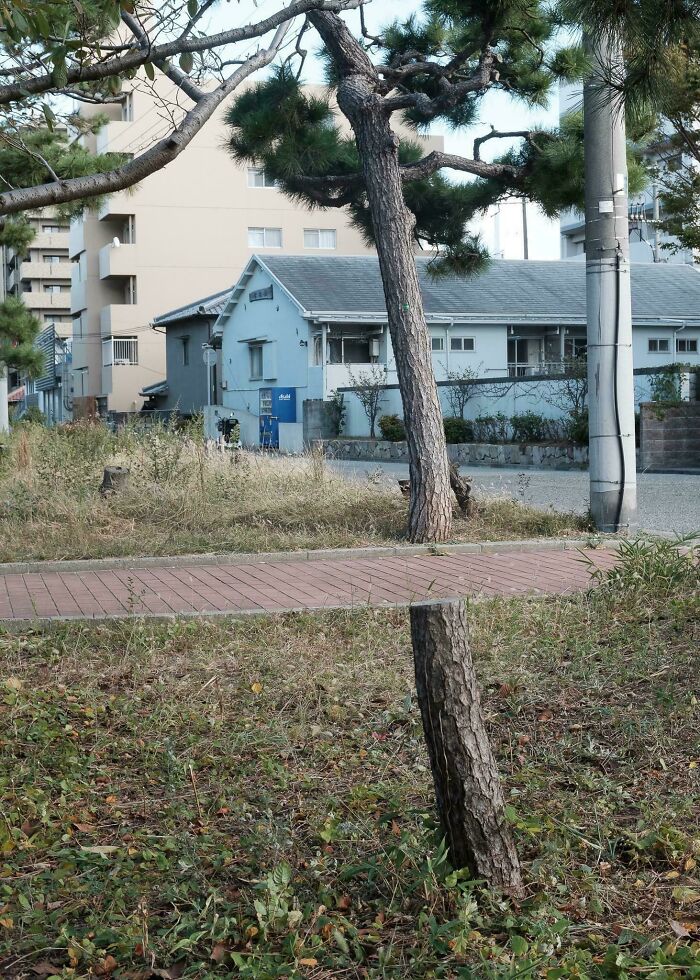 Strom vyzerajúci ako plávajúci nad chodníkom, ilúzia pomocou rezu cez jeho kmeň, mestská scenéria.