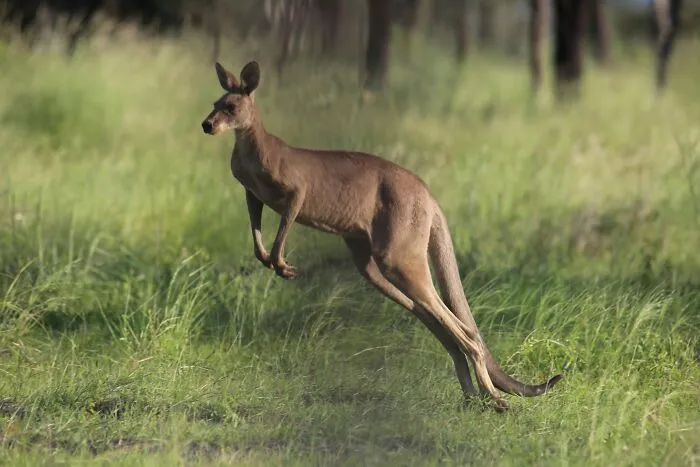 Klokan skáče cez zelenú lúku, zobrazený v pohybe s pozadím austrálskej prírody.